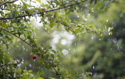 La lluvia refresca la vegetación en Ecuador, mientras Inamhi anticipa precipitaciones en las cuatro regiones este 17 de agosto.