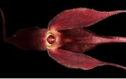 La nueva orquídea descubierta, Pleurothallis pembertonii.