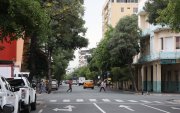 Guayacanes engalanan a diario el paso a lo largo de la calle Chimborazo, en el centro de Guayaquil.