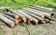La balsa representa aproximadamente el 40 % de las exportaciones de la industria maderera nacional