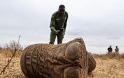 Lesidai Kipelian, guardabosques comunitario del rancho colectivo Olgulului-Ololarashi, fotografía los restos de Genghis Khan, un elefante macho de 11 años.