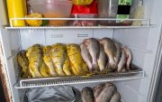 Las corvinas apiladas en el interior de un refrigerador en la cocina del restaurante.