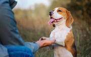 El Club de Firu ofrecerá una nueva edición gratuita de educación canina en Quito desde septiembre de 2026.