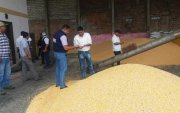 Foto referencial de la cosecha de maíz en Ecuador.