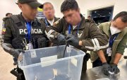 Extranjera fue detenida en Quito al intentar llevar 28 iguanas marinas a Islandia.