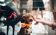 Tres mascotas serán seleccionadas para convertirse en los rostros de los nuevos vehículos municipales que ofrecerán esterilización gratuita en diferentes sectores de Quito.