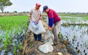 Productores arroceros modificaron las dosis de fertilización debido al encarecimiento.