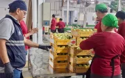 En 2025, Ecuador exportó alrededor de 14 millones de cajas de mango.