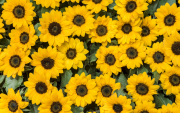 Las flores amarillas se han convertido en una tradición popular cada 21 de septiembre.