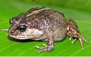 La nueva rana descubierta, 'Lynchius romolerouxae'