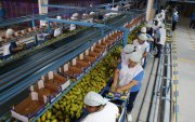 Oferta. El mal clima adelantó la cosecha de mangos, pero el sector espera una baja del 40 % de su producción
