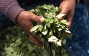 Fotografía de Archivo que muestra a una mujer aimara sosteniendo hojas de coca, en La Paz (Bolivia)