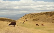 Si buscas una experiencia instagrameable, Cochasquí ofrece 50 llamas para interactuar y alimentar, rodeadas de paisajes andinos que sorprenden a visitantes.