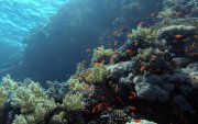 Peces nadan en el sitio de Gordon Reef, en el mar Rojo, cerca de Sharm El-Sheikh, Egipto.