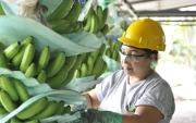 Según el Banco Central del Ecuador (BCE), de enero a julio de este año, este sector generó al país $ 2.740 millones en divisas.