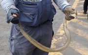 Personal de la ABG halló una culebra viva camuflada en un cargamento que sería trasladado desde Guayaquil hacia Galápagos.