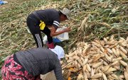 Agricultores buscan entre las plantas tumbadas por el viento las mazorcas que puedan vender.
