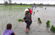 os cultivos de arroz serían de los más perjudicados por el fenómeno de El Niño.