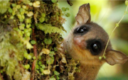 La marmosa rojiza fue una de las especies registradas.