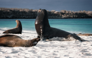 Las nuevas normas de Galápagos establecen distancias mínimas para observar fauna silvestre.