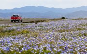 Una camioneta circula por una carretera bordeada de flores silvestres en el desierto de Atacama, cerca de Copiapó, Chile, el 17 de septiembre de 2026.