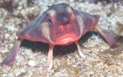 El pez murciélago de labios rojos (Ogcocephalus darwini) se desplaza sobre el fondo marino de Galápagos mediante sus aletas modificadas.