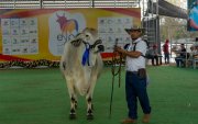 Chone recibirá el Mundial del Cebú desde el próximo 19 de octubre