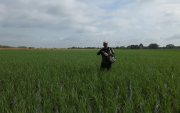 El arroz de verano recolectado en la Costa registra mermas atribuidas a problemas de vaneamiento por altas temperaturas y a la presencia de la bacteria Burkholderia glumae.