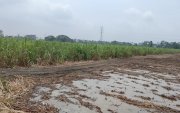 Producción. Las lluvias obligaron a los ingenios a suspender la zafra.