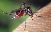 El tratamiento del dengue se enfoca en controlar los síntomas y vigilar posibles signos de alarma.
