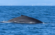 El avistamiento de ballenas en Puerto López suele extenderse hasta octubre de cada año.