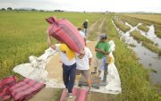 Agricultores trabajando en un cultivo de arroz.