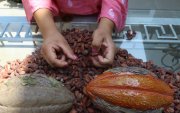 Productores y exportadores coinciden en pedir voz en la ley del cacao, aunque debaten sobre precios.