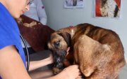 El rescate de la perrita se realizó bajo la lluvia y por un terreno complicado hasta llegar a un punto seguro.