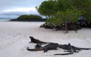 Tortuga Bay, en la isla Santa Cruz, tendrá restricciones temporales por el fuerte oleaje.