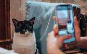 Un usuario fotografía a un gato con Cat Collector para convertir el encuentro en una tarjeta digital coleccionable.