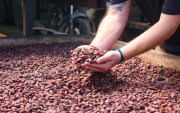 El cacao en el proceso de secado.