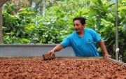 Una persona vigila el secado de cacao al sol.
