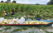 Agricultores usan canoas para cosechar maíz de un cultivo inundado en la provincia de Los Ríos.