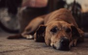 Organizaciones y ciudadanos exigen que se investigue la muerte de un perro en Machala y se determinen responsabilidades.