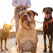 Los dueños son responsables de las acciones de las mascotas en todo momento