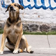 Max, un perrito comunitario, acompañó por años a los estudiantes de la Escuela Politécnica Nacional, en Quito.