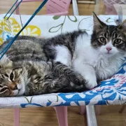 La Gran Donatón reunirá a fundaciones y ciudadanos en el Parque Bicentenario para apoyar a perros y gatos rescatados de Quito.