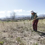 La sequía afecta cultivos de maíz, hortalizas y pastizales, reduciendo la producción y comprometiendo el sustento de familias de los valles.