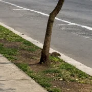 Vecinos de República de El Salvador denuncian nuevamente la presencia de roedores y piden al Municipio reforzar el control de plagas.