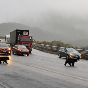 Dos osos andinos fueron vistos cerca de la vía Pifo-Papallacta y sorprendieron a los conductores.