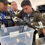 Extranjera fue detenida en Quito al intentar llevar 28 iguanas marinas a Islandia.