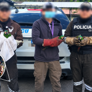 Tres guacamayos frenticastaños fueron rescatados durante un operativo en la Terminal Terrestre de Quitumbe, donde permanecían dentro de un transportador de gallos.