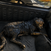 El perro fue trasladado para recibir atención veterinaria, mientras el Municipio de Quito negó que maquinaria municipal estuviera involucrada en el caso