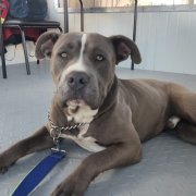 Kratos se convirtió en el nuevo compañero del personal del PMO Cumbayá, donde recibe cuidados, cariño y entrenamiento tras quedar solo.
